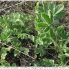 musch cribrellum hostplant3 volg